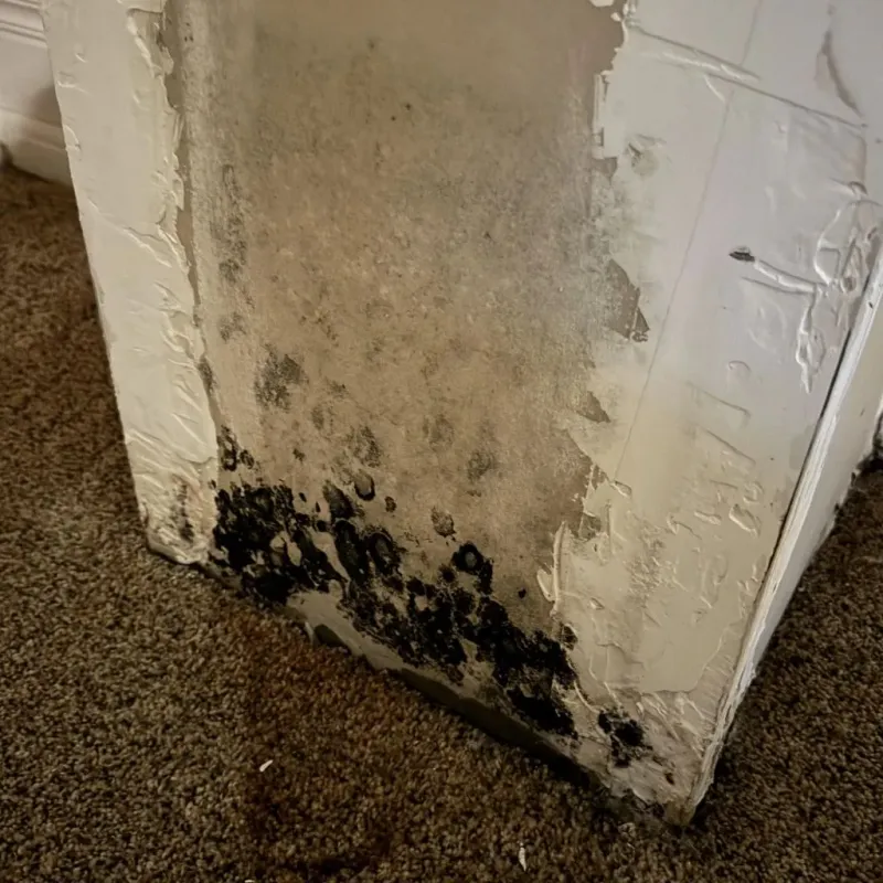 Professional Mold Removal in Castle Hayne, NC